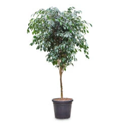 Ficus Benjamina Danielle - Weeping Fig - Straight Stem 6 Ficus Benjamina Danielle - Weeping Fig - Straight Stem -HORTOLOGY Plants Sale Ficus benjamina Danielle Straight Stem 36x140cm