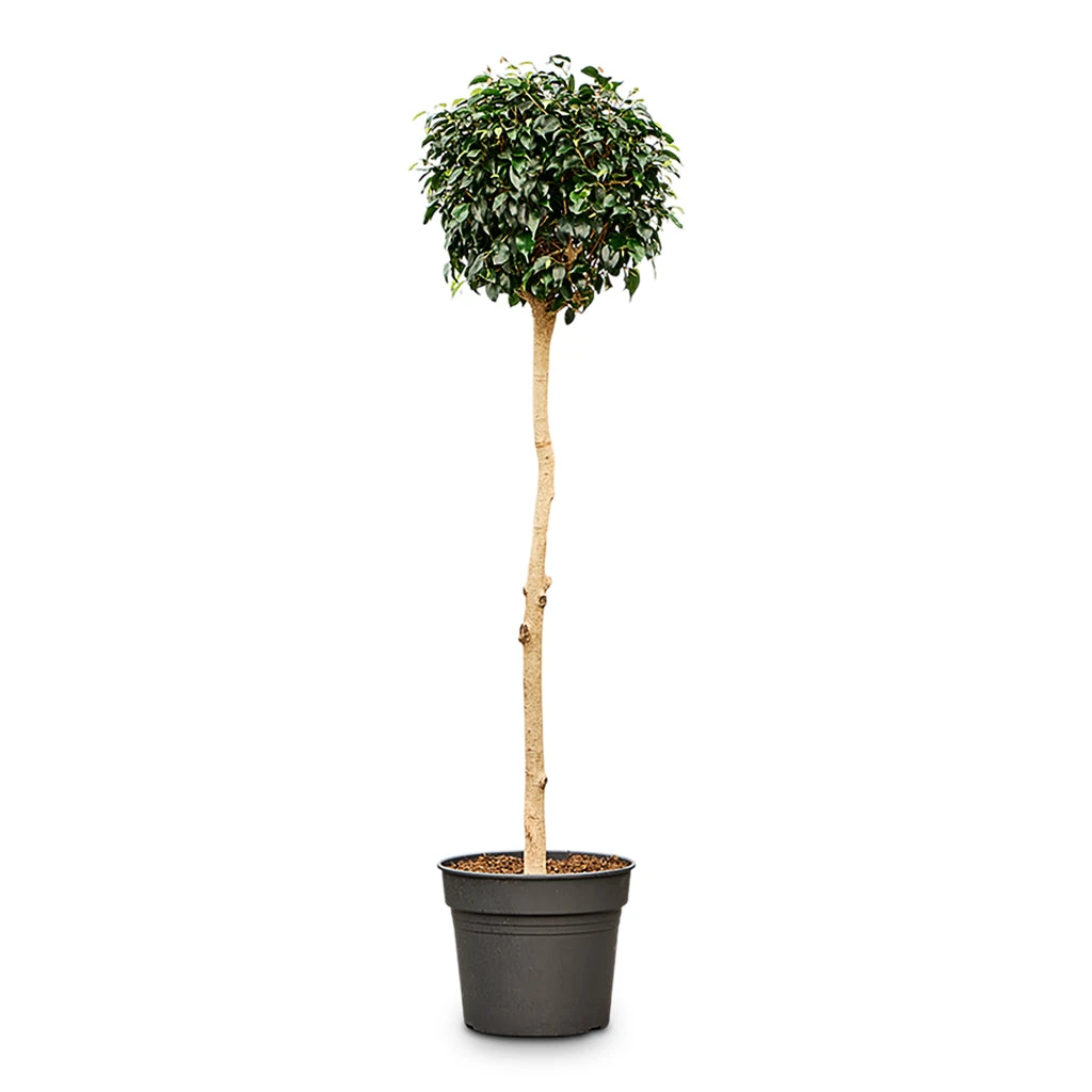 Ficus Benjamina Danielle - Weeping Fig - Straight Stem 2 Ficus Benjamina Danielle - Weeping Fig - Straight Stem - Image 2