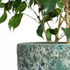 Lava Couple Relic Planter - Jade 25 Lava Couple Relic Planter - Jade -HORTOLOGY Plants Sale Ficus benjamina Danielle Weeping Fig Branched Lava Couple Relic Planter Jade Close Up