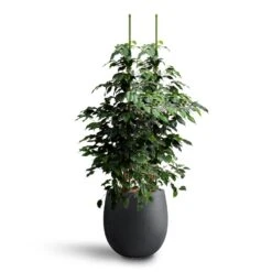 Grigio Anthracite Concrete Balloon Plant Pot – Modern Lightweight Indoor & Outdoor Planter -HORTOLOGY Plants Sale Ficus benjamina Danielle Weeping Fig Hydroculture Grigio Balloon Plant Pot Anthracite Concrete d322f56d a0fc 4254 be65 45be23cf3f0a