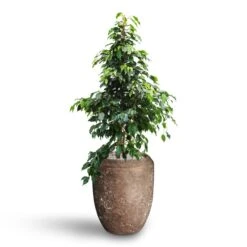 Polystone Coated Plain Coppa Planter - Rock -HORTOLOGY Plants Sale Ficus benjamina Danielle Weeping Fig Hydroculture Polystone Coated Plain Coppa Planter Rock