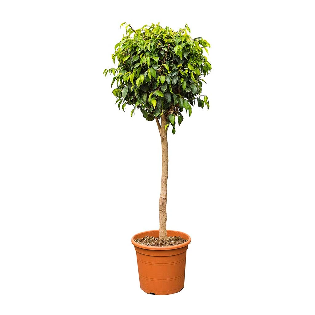 Ficus Benjamina Danielle - Weeping Fig - Straight Stem 1 Ficus Benjamina Danielle - Weeping Fig - Straight Stem