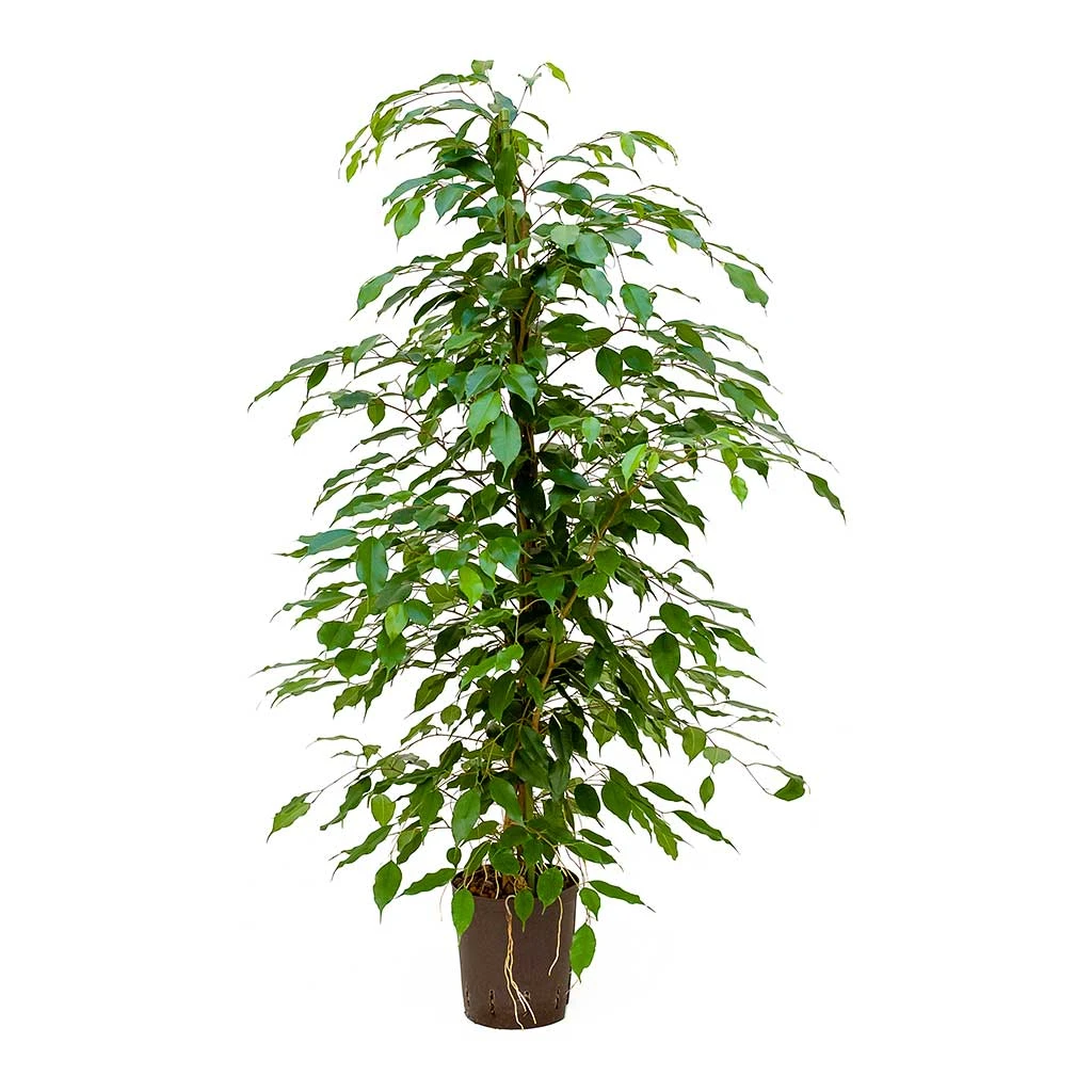 Ficus benjamina Danielle HydroCare - Dark Green Air-Purifying Weeping Fig Tree 1 Ficus benjamina Danielle HydroCare - Dark Green Air-Purifying Weeping Fig Tree