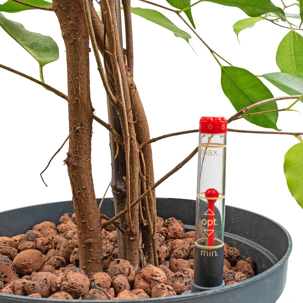 Ficus benjamina Danielle HydroCare - Dark Green Air-Purifying Weeping Fig Tree 2 Ficus benjamina Danielle HydroCare - Dark Green Air-Purifying Weeping Fig Tree - Image 2