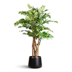 Sahara Plant Pot - Slate -HORTOLOGY Plants Sale Ficus benjamina Liana Artificial 140cm Sahara Pot Slate 29x24cm
