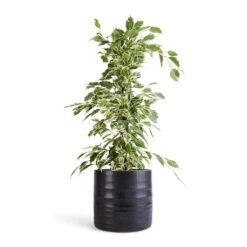 Hadleigh Plant Pot - Charcoal -HORTOLOGY Plants Sale Ficus benjamina Twilight Weeping Fig Branched 14x55cm Hadleigh Plant Pot Charcoal 17x15cm efc9e4c8 75b5 41b9 a692 7ba1a0cb3e25