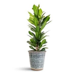 Vallo Plant Pot - Sea Blue -HORTOLOGY Plants Sale Ficus cyathistipula 21x110cm Vallo Pot Sea Blue 21x21cm
