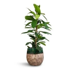 Ficus Cyathistipula - African Fig 12 Ficus Cyathistipula - African Fig -HORTOLOGY Plants Sale Ficus cyathistipula African Fig 21x90cm Lindy Plant Pot Black Green 23x20cm 2 bdb76451 8a8a 41e3 9d4a 8d22c652a7c3