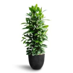 Bola Artstone Plant Pot - Black -HORTOLOGY Plants Sale Ficus cyathistipula African Fig Bola Artstone Plant Pot Black 260eab80 a3af 47a1 bd1e c04cdb38c4c0