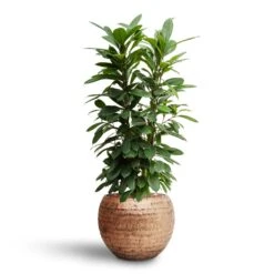 Opus Hammered Globe Planter - Gold -HORTOLOGY Plants Sale Ficus cyathistipula Hydroculture Opus Hammered Globe Planter Gold 093580e6 e0db 45d5 8e38 47372252d364