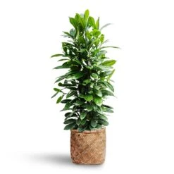 Zayn Natural Woven Bamboo with Cement Lining – Retro Footed Indoor and Outdoor Planter -HORTOLOGY Plants Sale Ficus cyathistipula Hydroculture Zayn Bamboo Planter 7de41e21 c05b 47ee ad08 ac6ff41adf3b