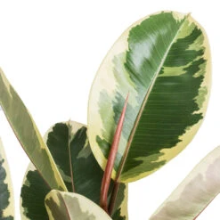Ficus Elastica Tineke - Variegated Rubber Plant -HORTOLOGY Plants Sale Ficus elastic Tineke Variegated Rubber Plant 24x90cm 2