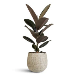 Renzo Plant Pot - Sand 11 Renzo Plant Pot - Sand -HORTOLOGY Plants Sale Ficus elastica Abidjan 17x50cm Renzo Pot Sand 22x20cm