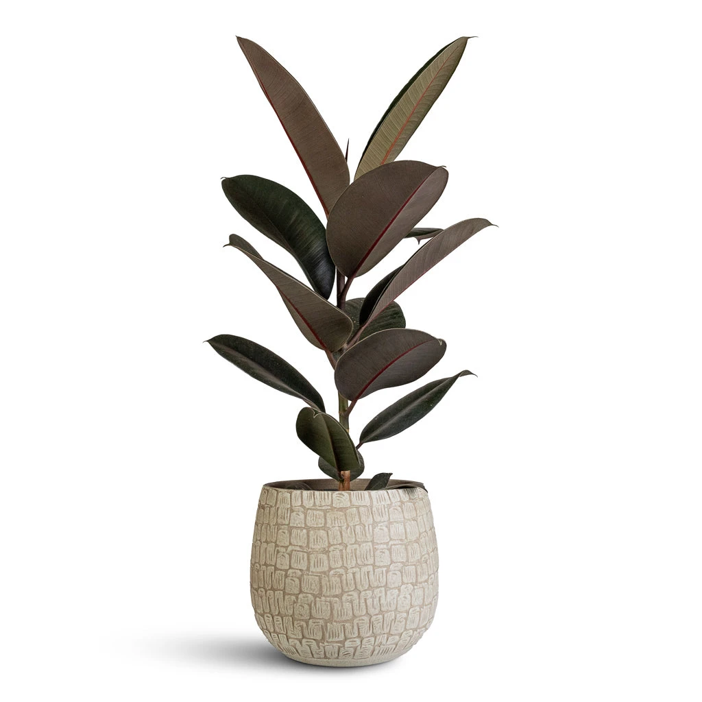 Renzo Plant Pot - Sand 3 Renzo Plant Pot - Sand - Image 3