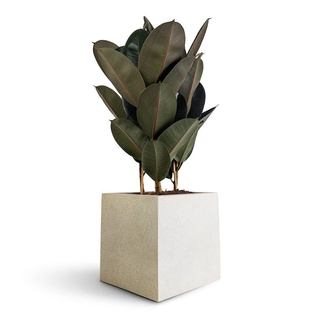 Grigio Cube Planter - Antique White Concrete 2 Grigio Cube Planter - Antique White Concrete - Image 2