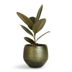 Noor Plant Pot - Velvet Green 35 Noor Plant Pot - Velvet Green -HORTOLOGY Plants Sale Ficus elastica Abidjan Burgundy Rubber Plant 14x35cm Noor Plant Pot Velvet Green 19x16cm
