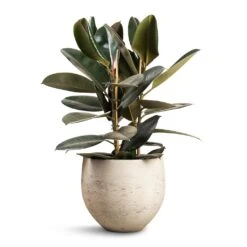 Mini Orb Kevan Plant Pot - Grey Washed -HORTOLOGY Plants Sale Ficus elastica Abidjan Burgundy Rubber Plant 24x80cm Mini Orb Kevan Plant Pot Grey Washed 32x28cm f19d0d41 3850 4b84 bc02 e79d541880aa