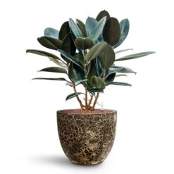 Lava Couple Relic Planter - Black -HORTOLOGY Plants Sale Ficus elastica Abidjan HydroCare Lava Couple Relic Planter Black d1e501c3 7461 4a84 ac90 58f98aa0e312