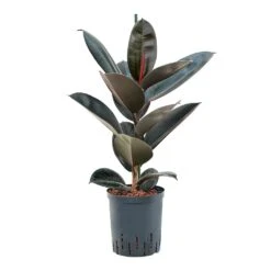 Ficus Elastica Abidjan - HydroCare -HORTOLOGY Plants Sale Ficus elastica Abidjan Hydroculture 18 19x95cm
