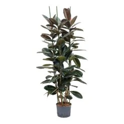 Ficus Elastica Abidjan - HydroCare