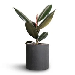Puk Natural Planter - Matt Black Textured Fibrestone Indoor and Outdoor Pot -HORTOLOGY Plants Sale Ficus elastica Abidjan Rubber Plant 12x35cm Puk Natural Planter Matt Black 15x15cm