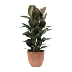 Bola Artstone Plant Pot - Oak -HORTOLOGY Plants Sale Ficus elastica Abidjan Rubber Plant Bola Artstone Plant Pot Oak 16563039 87a4 4360 9db0 c71649869399