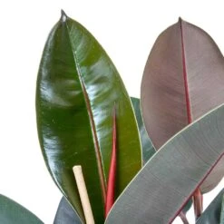 Ficus Elastica Abidjan - HydroCare -HORTOLOGY Plants Sale Ficus elastica Abidjan Rubber Plant Leaves 0a9b4913 6ce8 4055 baa8 19c6181f930f