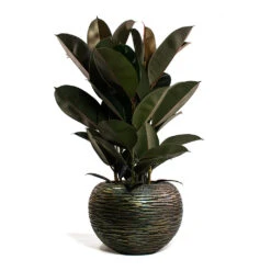 Luxe Lite Wrinkle Globe Planter - Bronze 15 Luxe Lite Wrinkle Globe Planter - Bronze -HORTOLOGY Plants Sale Ficus elastica Abidjan Rubber Plant Luxe Lite Wrinkle Globe Planter Bronze