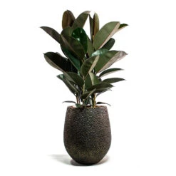 Opus Hit Darcy Planter - Gold -HORTOLOGY Plants Sale Ficus elastica Abidjan Rubber Plant Opus Hit Darcy Planter Gold