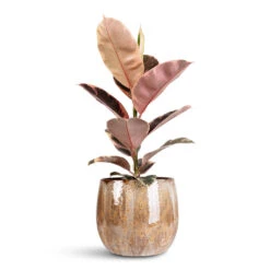 Suus Plant Pot - Latte Mottled Honey and Caramel Glossy Ceramic Indoor Planter -HORTOLOGY Plants Sale Ficus elastica Belize 17x60cm Suus Pot Latte 23x20cm