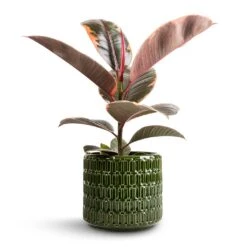 Flor Plant Pot - Green -HORTOLOGY Plants Sale Ficus elastica Belize Pink Rubber Plant 12x40cm Flor Plant Pot Green 14x12cm f52088b5 7e60 4a41 8f84 03b9993bb563