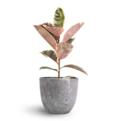 Bola Artstone Plant Pot - Grey 17 Bola Artstone Plant Pot - Grey -HORTOLOGY Plants Sale Ficus elastica Belize Pink Rubber Plant 17x60cm Bola Artstone Plant Pot Grey 23x20cm