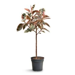 Ficus Elastica Belize Pink Variegated Rubber Plant – Elegant Straight Stem Lollipop Tree -HORTOLOGY Plants Sale Ficus elastica Belize Pink Rubber Plant Straight Stem