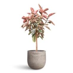 Ficus Elastica Belize - Pink Rubber Plant - Straight Stem