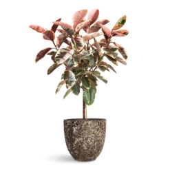 Ficus Elastica Belize Pink Variegated Rubber Plant – Elegant Straight Stem Lollipop Tree -HORTOLOGY Plants Sale Ficus elastica Belize Pink Rubber Plant Straight Stem 30x140cm Lava Couple Relic Planter Black 45x42cm