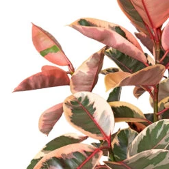 Ficus Elastica Belize Pink Variegated Rubber Plant – Elegant Straight Stem Lollipop Tree -HORTOLOGY Plants Sale Ficus elastica Belize Pink Rubber Plant Straight Stem DETAIL 2