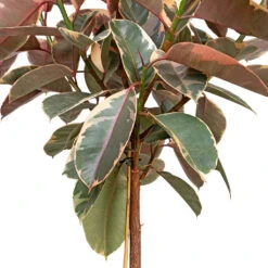 Ficus Elastica Belize Pink Variegated Rubber Plant – Elegant Straight Stem Lollipop Tree -HORTOLOGY Plants Sale Ficus elastica Belize Pink Rubber Plant Straight Stem DETAIL 3