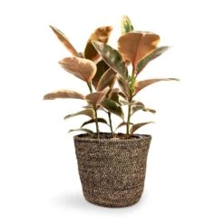 Selin Plant Basket - Black Weave 11 Selin Plant Basket - Black Weave -HORTOLOGY Plants Sale Ficus elastica Belize Rubber Plant 21x55cm Selin Plant Basket Black Weave 26x23cm