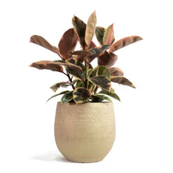 Ryan Plant Pot - Sand Gold 32 Ryan Plant Pot - Sand Gold -HORTOLOGY Plants Sale Ficus elastica Belize Rubber Plant Ryan Plant Pot Sand Gold 7bef99b7 5b03 435b 8ad8 0b45e4cee94a