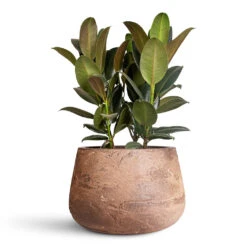 Ficus Elastica Melany - Rubber Plant 9 Ficus Elastica Melany - Rubber Plant -HORTOLOGY Plants Sale Ficus elastica Melany 19x55cm Algar Darcy Planter Brown 37x24cm