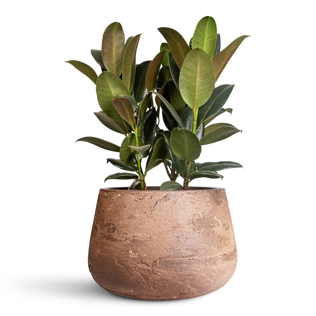 Ficus Elastica Melany - Rubber Plant 3 Ficus Elastica Melany - Rubber Plant - Image 3
