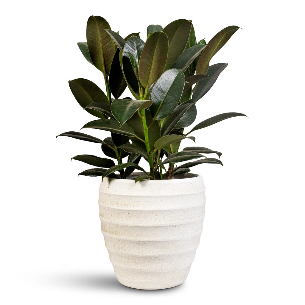 Ficus Elastica Melany - Rubber Plant 1 Ficus Elastica Melany - Rubber Plant