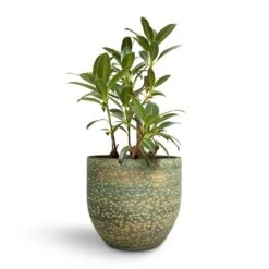Rinca Plant Pot - Shiny Green -HORTOLOGY Plants Sale Ficus elastica Melany Petite Rubber Plant 24x75cm Rinca Plant Pot Shiny Green 29x26cm c02db6b0 10f2 4485 b14e 594fa0d1467f