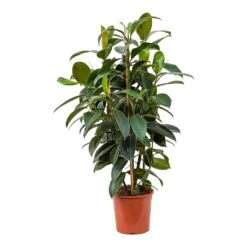 Ficus Elastica Melany - Rubber Plant 12 Ficus Elastica Melany - Rubber Plant -HORTOLOGY Plants Sale Ficus elastica Melany Rubber Plant 20x90cm