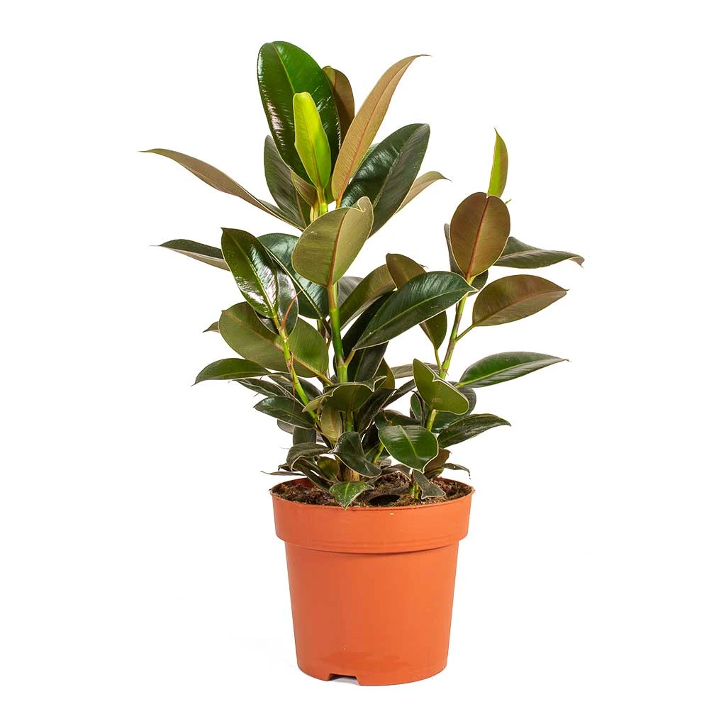 Ficus Elastica Melany - Rubber Plant 5 Ficus Elastica Melany - Rubber Plant - Image 5