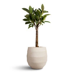 Bordo Balloon Planter - Sand 16 Bordo Balloon Planter - Sand -HORTOLOGY Plants Sale Ficus elastica Melany Rubber Plant Multi Stem 21x90cm Bordo Balloon Planter Sand 30x30cm