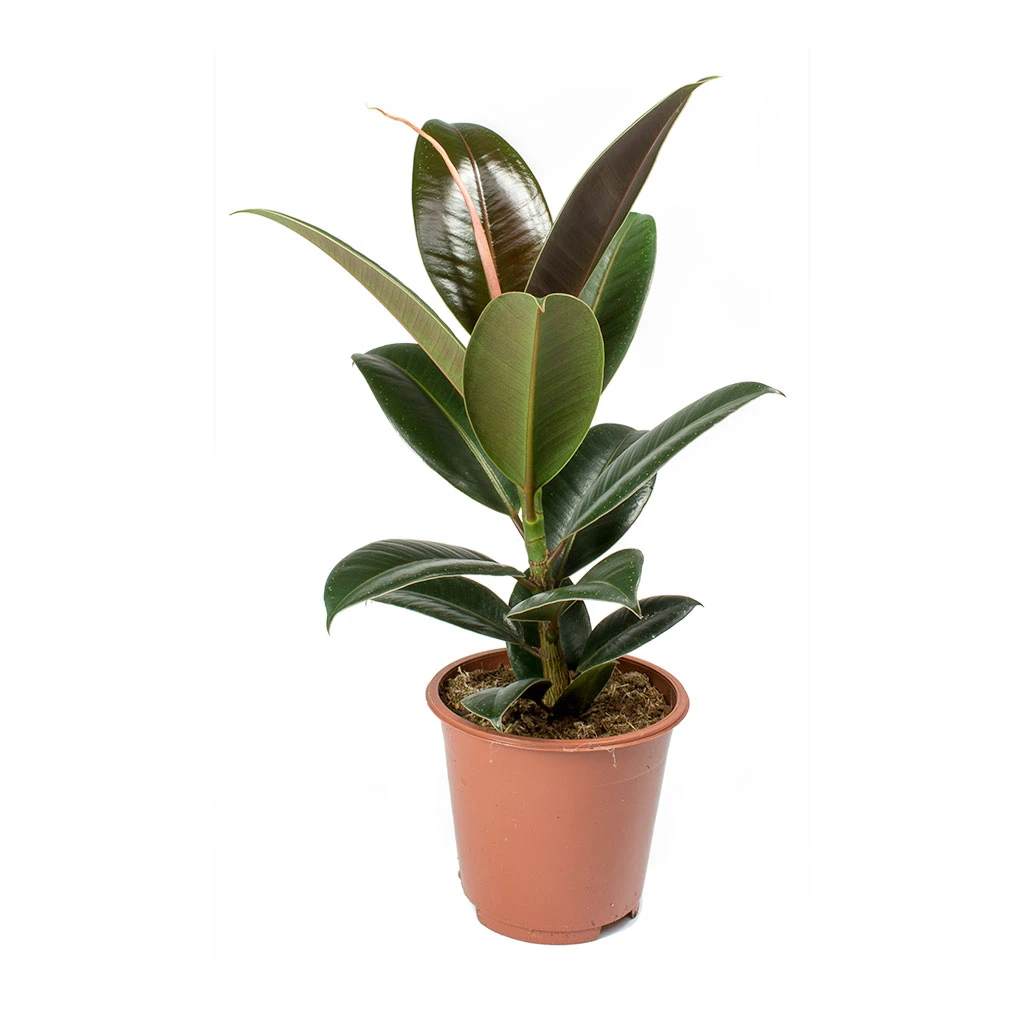 Ficus Elastica Melany - Rubber Plant 2 Ficus Elastica Melany - Rubber Plant - Image 2