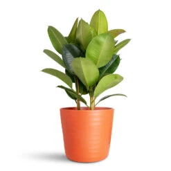 Oslo Plant Pot - Cayenne 11 Oslo Plant Pot - Cayenne -HORTOLOGY Plants Sale Ficus elastica Robusta 24x90cm Oslo Pot Cayenne 32x27cm