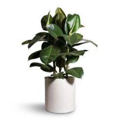 Max Refined Planter - Natural White -HORTOLOGY Plants Sale Ficus elastica Robusta Rubber Plant 24x90cm Max Refined Planter Natural White 29x29.5cm 2 a8c0d06e 6ccd 464a a80f fe6db16c8f8f