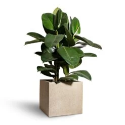 Raindrop Cube Planter - Stone -HORTOLOGY Plants Sale Ficus elastica Robusta Rubber Plant 24x90cm Raindrop Cube Planter Stone 30x30x27cm 2 c084050f 2079 4424 81d7 1eaa0e84923c